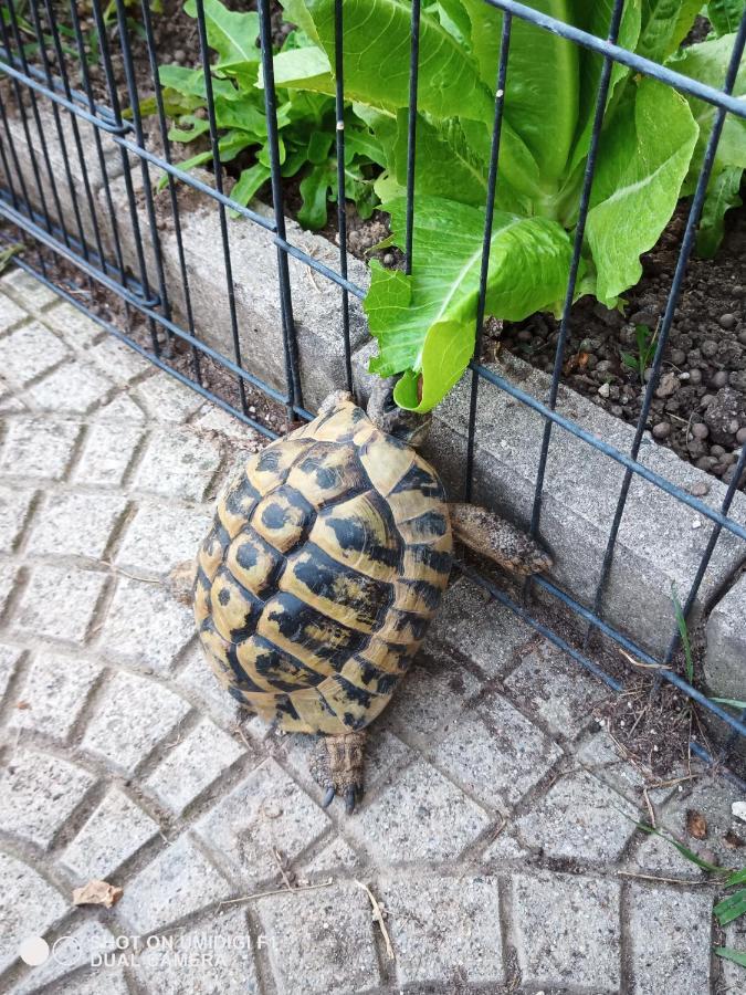 Le Piante Di Casa Samar Panzió Castelguelfo Kültér fotó