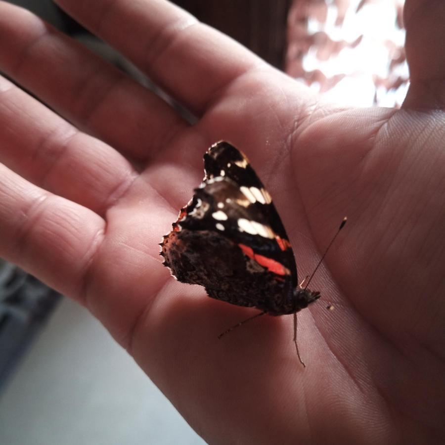Le Piante Di Casa Samar Panzió Castelguelfo Kültér fotó